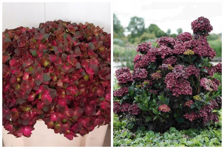 Hortensja Ogrodowa Chocolate Wyjątkowa Czekoladowa Barwa Doniczka 0,5L